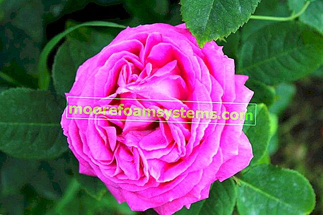 Дамаска роза и близък план на цветето, т.е. rosa danacena, и неговия произход и свойства