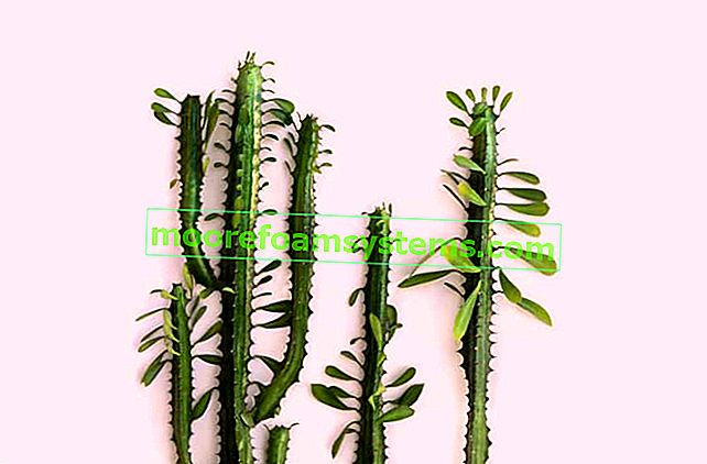 Dreirippiger Wolfsmilch - Pflanzen, Kultivieren, Vermehrung, Beschneiden