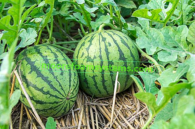 Wachsende Wassermelone im Boden - Pflanzen, Züchten, Pflege, Krankheiten