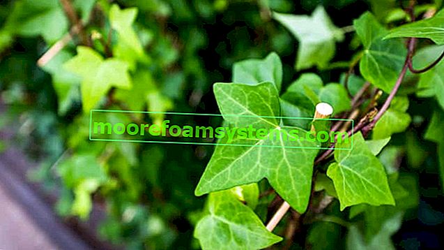 Evergreen břečťan - rychle rostoucí horolezec - kultivace, péče, rady