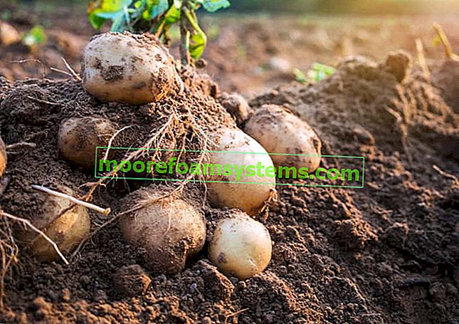 Sorte krumpira u Poljskoj - pregled popularnih vrsta