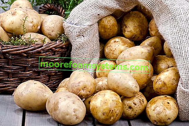 Kartoffelsorten in Polen - eine Überprüfung der beliebten Arten