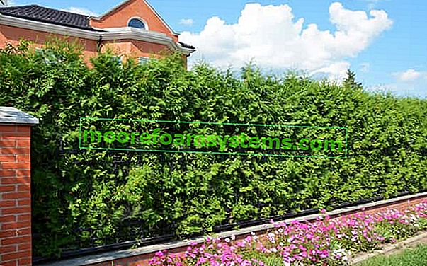 Thuja Brabant - sadnja, uzgoj, orezivanje, cijena, recenzije