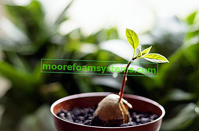 Как да засадите авокадо?  Практическо ръководство 3