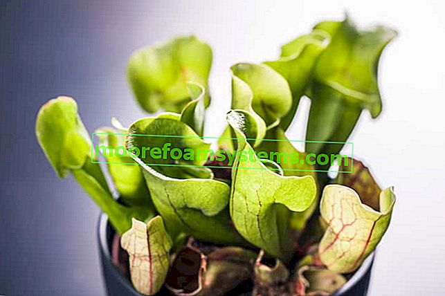 Каптурника (Сарацения) - интересно насекомоядно растение - сортове, отглеждане, грижи