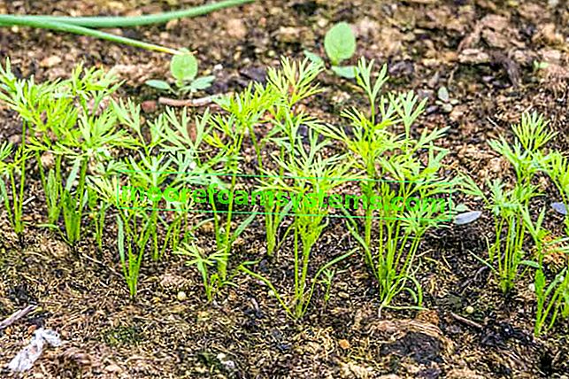 Comment semer des carottes et du persil étape par étape - un guide pratique