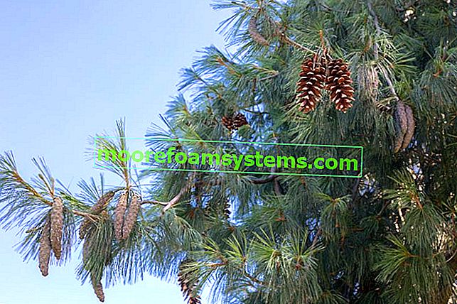 Himálajská borovice - pěstování, popis, požadavky, choroby, cena 2