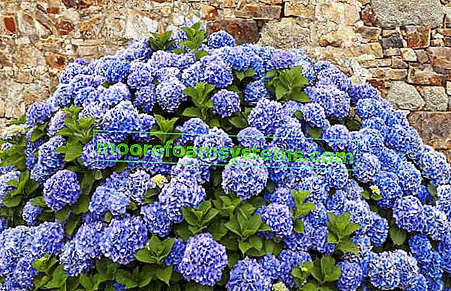 Blaue Hortensie im Garten