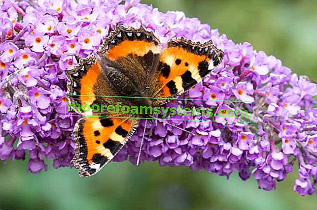 Davidův motýl a budleja během kvetení