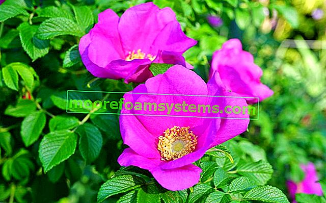 Une rose ridée et un gros plan de ses fleurs, ainsi que des variétés, la plantation et l'entretien de la rosa rugosa