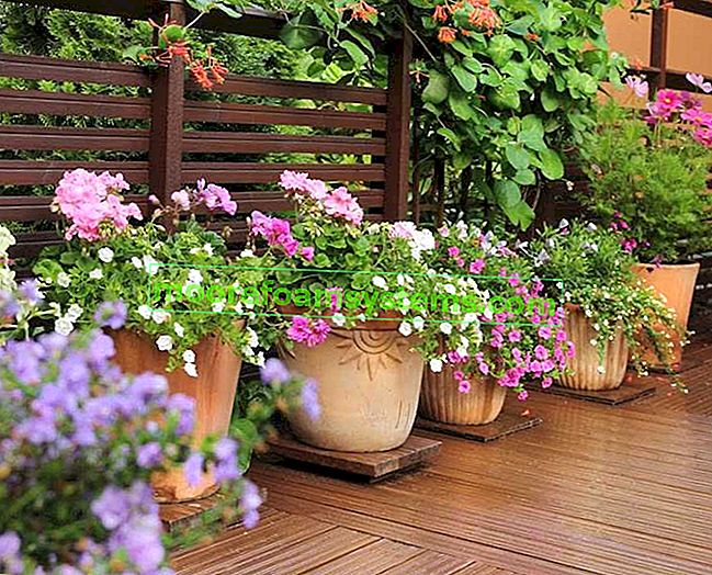 Belles fleurs en pots sur la terrasse