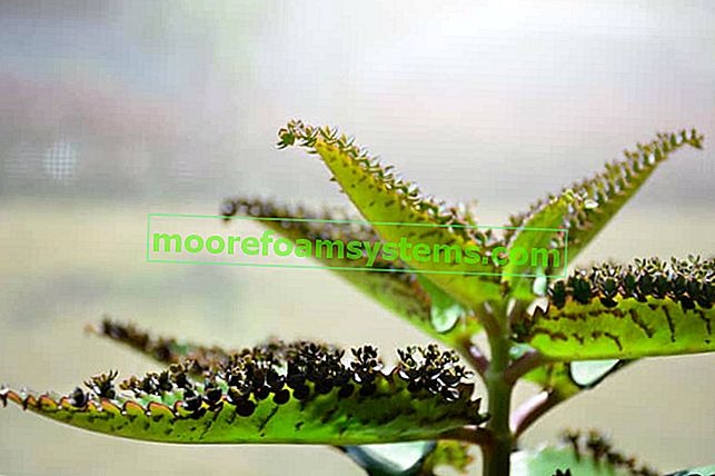 Daigremonta žitná tráva (Kalanchoe daigremontiana) - pěstování, péče, léčivé vlastnosti