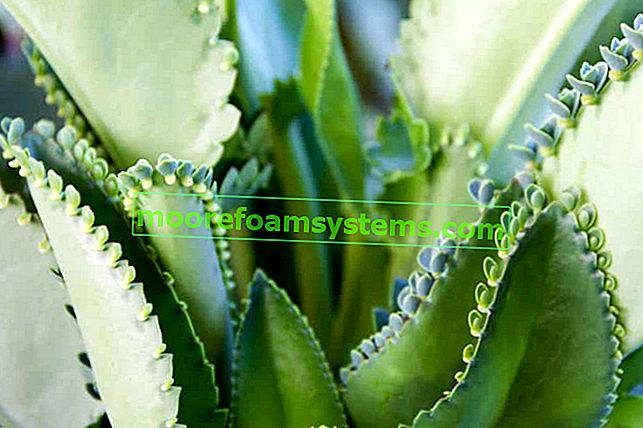 Трава ржаная дайгремонта (Kalanchoe daigremontiana) - выращивание, уход, лечебные свойства