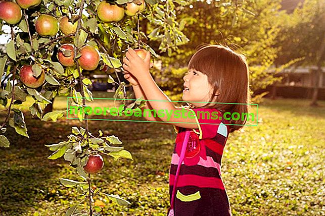 Mädchen, das Äpfel von Apfelbäumen sowie Winterapfelsorten und frühe Apfelsorte pflückt