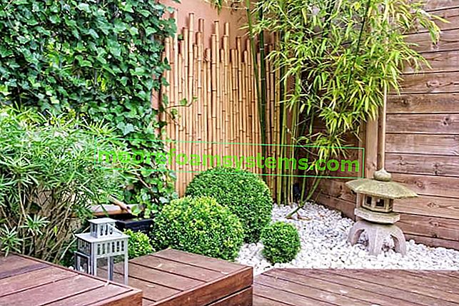 Bambou de jardin - variétés, culture, sélection, exigences