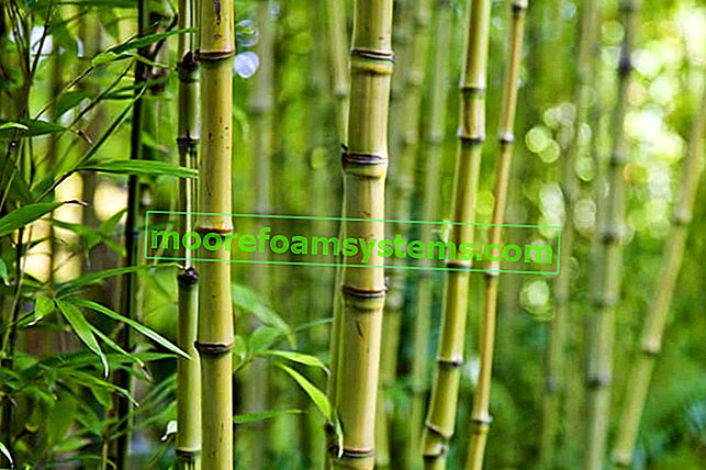 Градински бамбук - сортове, отглеждане, отглеждане, изисквания