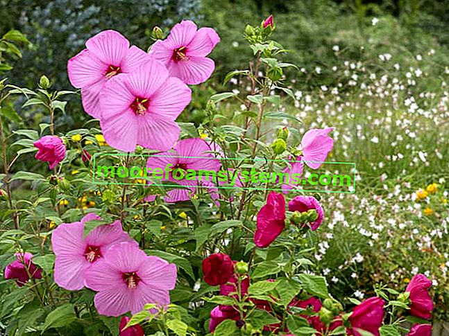 Hibiscus vivace - variétés, plantation, culture, soins