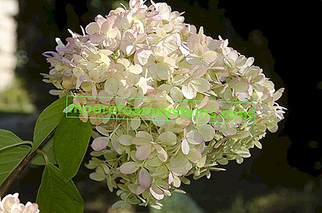 Bouquet d'hortensia - soins, reproduction, coupe et autres faits intéressants 2