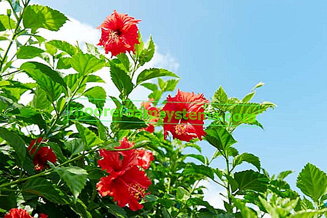 Hibiscus de jardin - exigences, culture, soins, floraison