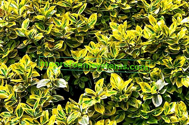 Emerald Gold Euonymus - odrůdy, pěstování, péče, prořezávání