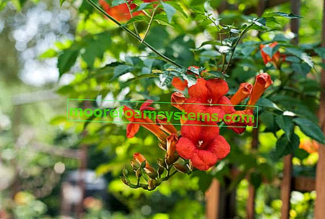 Rote Mulina-Blume 