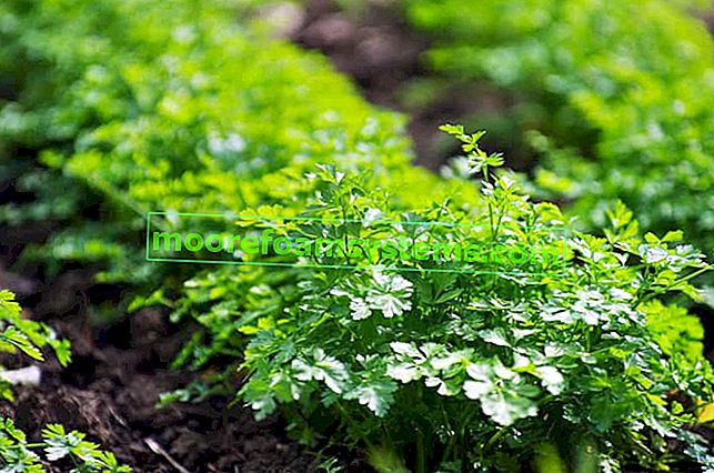 Anbau von Petersilie im Garten - Sorten, Aussaat, Pflege, Bewässerung