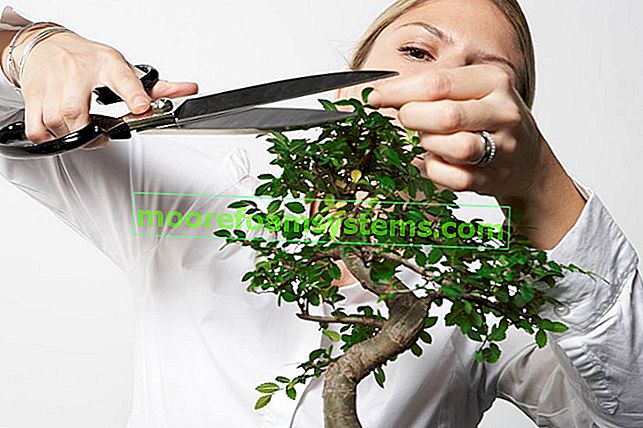 Ficus bonsai - soins, conseils, faits intéressants 3