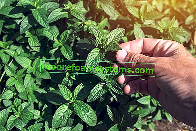 Faire pousser de la menthe poivrée dans un pot - exigences, application, propriétés 2