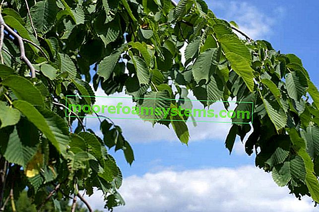 Camperdownia elm - описание, отглеждане, грижи, болести, изисквания