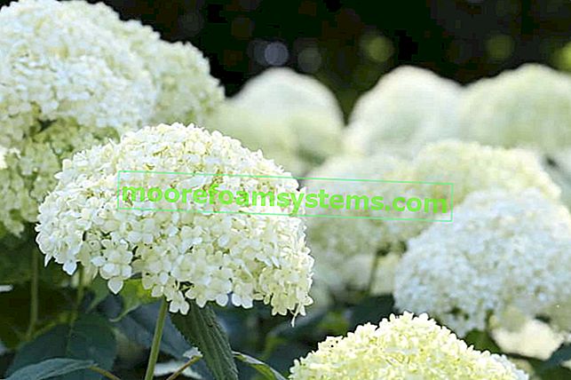 Hortensia blanc - variétés, plantation, culture, soins, conseils