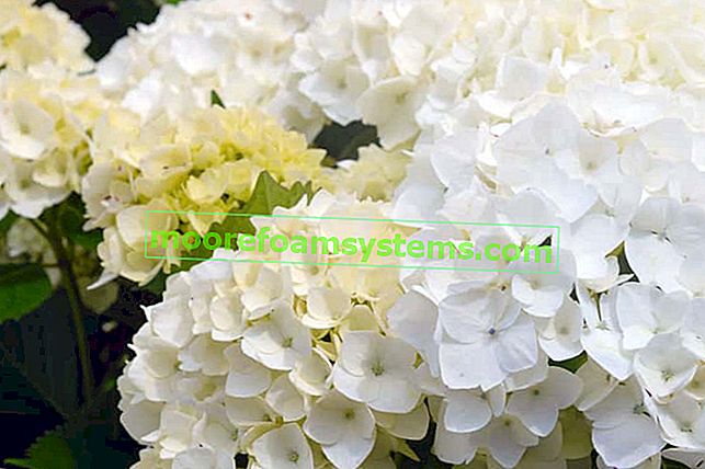 Bílá hortenzie - odrůdy, výsadba, pěstování, péče, rady