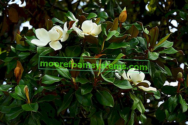 Magnolia pendant la floraison, ainsi que les maladies populaires du magnolia et les ravageurs du magnolia
