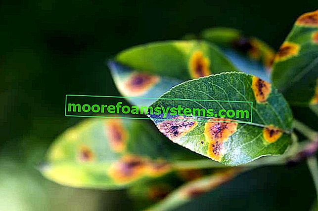 Maladies des feuilles de poirier