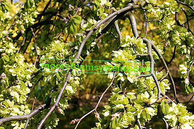 Jilm horský (ulmus glabra) - popis stromu, pěstování, péče, nemoci, rady, cena