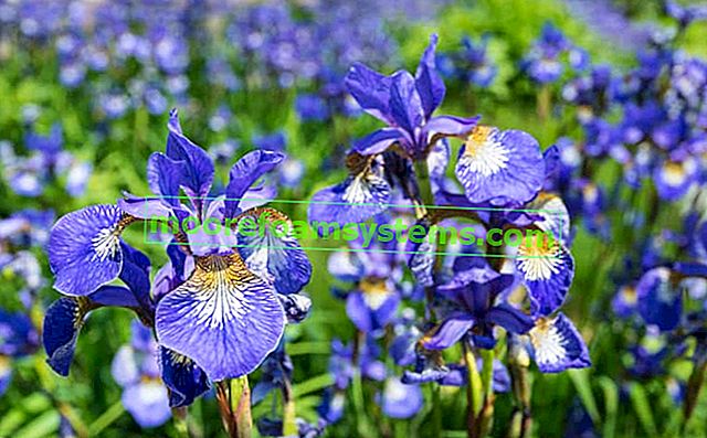 Kosatec sibiřský (iris) - odrůdy, požadavky, výsadba, pěstování, péče