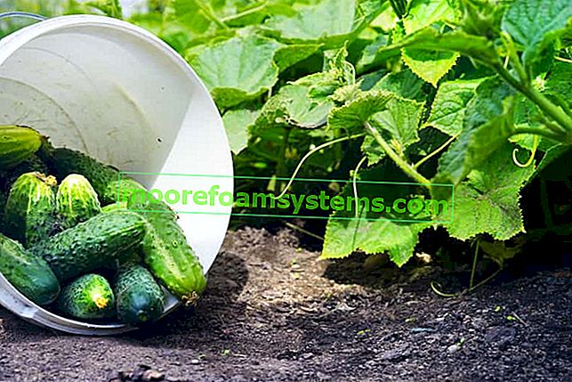 Uzgoj krastavaca korak po korak - sadnja, njega, zalijevanje, prihrana