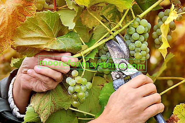 Стъпка по стъпка резитба на грозде - как правилно да се реже грозде?