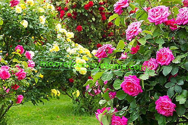 Roses de jardin - variétés, plantation, entretien et coupe des roses de jardin 2