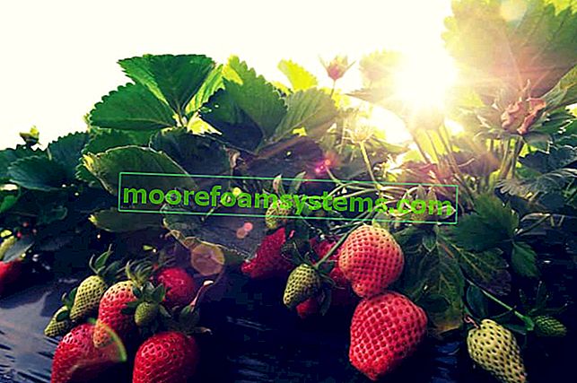 Variétés de fraises en Pologne, c'est-à-dire fraises fraises inégales