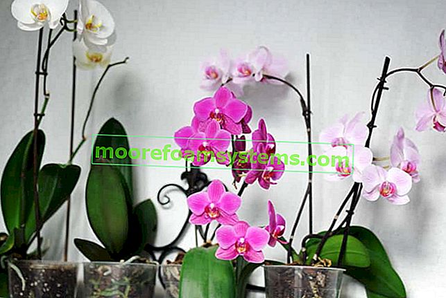 Schöne Orchideen in Blüte