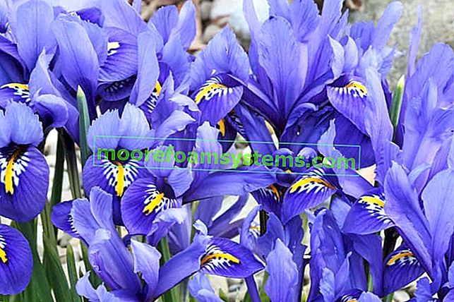 Dutch iris (Dutch iris) - výsadba, pěstování, péče, zimování