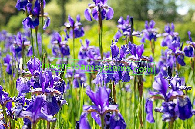 Iris pendant la période de floraison
