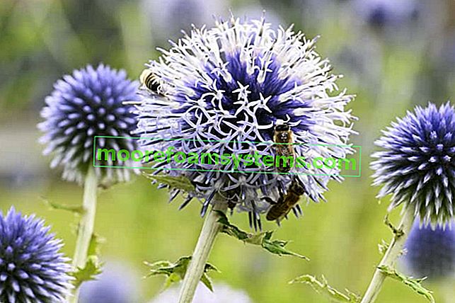 Gömb alakú Echinacea - vetés, termesztés, gondozás, kertészeti tanácsadás