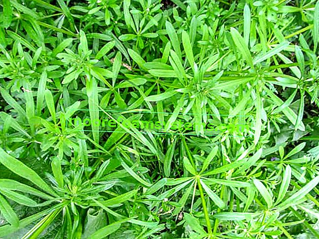 Clinging crush - une excellente herbe médicinale - application, propriétés curatives, conseils