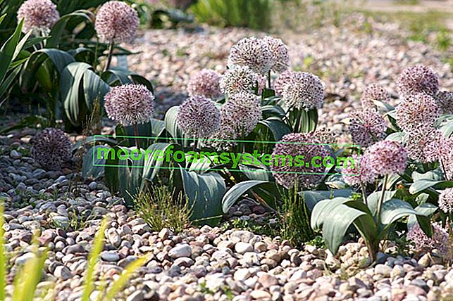 Dekorativer Knoblauch - Sorten, Preis, Pflanzung, Fortpflanzung und andere Tipps 2