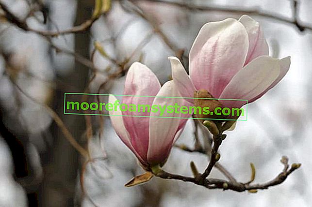 Magnolia susan - výsadba, pěstování, péče, požadavky, nemoci 2
