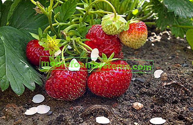 Les plants de fraises les plus populaires - variétés, prix, où acheter?