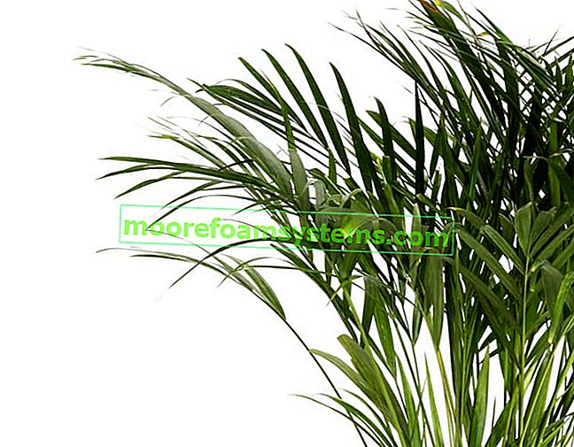Palmier Areka jaunâtre (chrysalidocarpus) - culture, entretien, arrosage, conseils pratiques