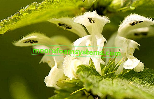 Bílý jasmín - pěstování, vlastnosti, použití, léčivý účinek 3