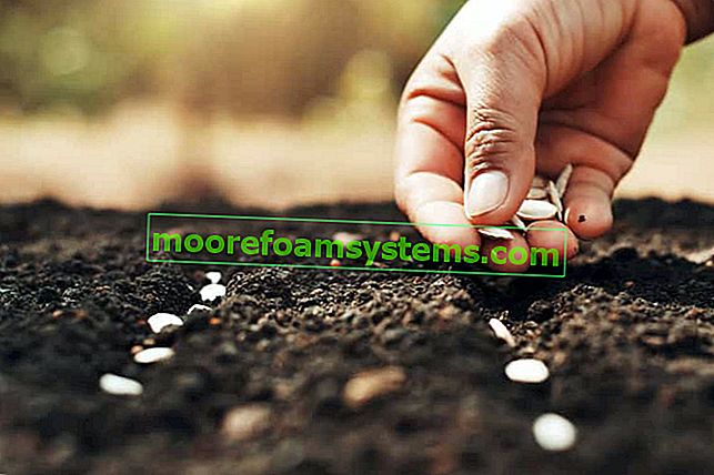 Stratification des semences étape par étape - découvrez comment préparer vos semences